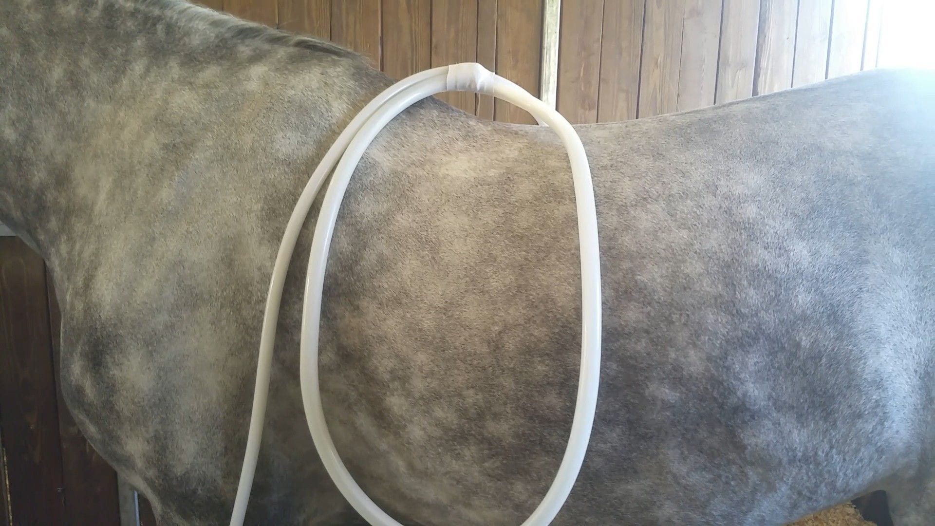 MAGNAWAVE FOR COLIC IN HORSES