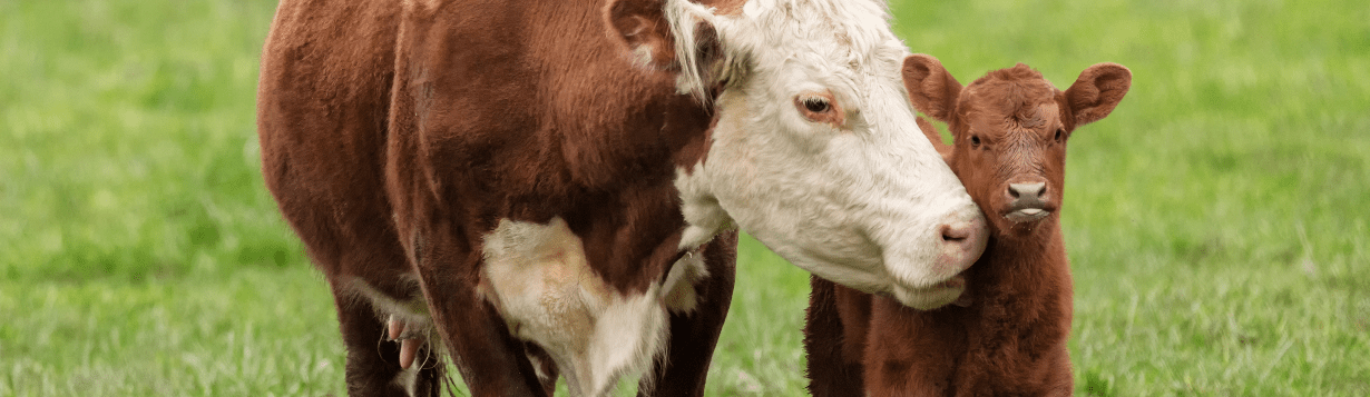 Mastitis in Livestock