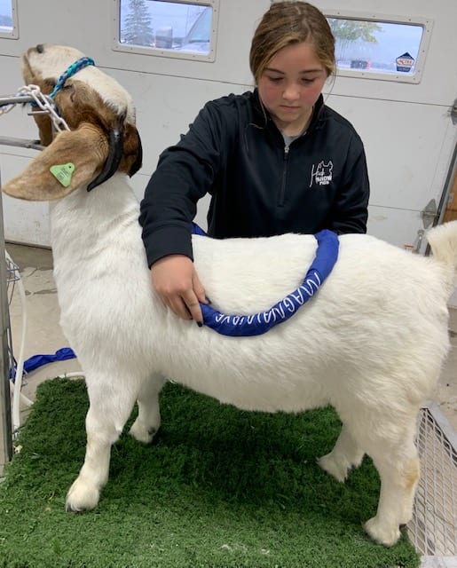 MagnaWave Sheep and Goats for Show Ring Success