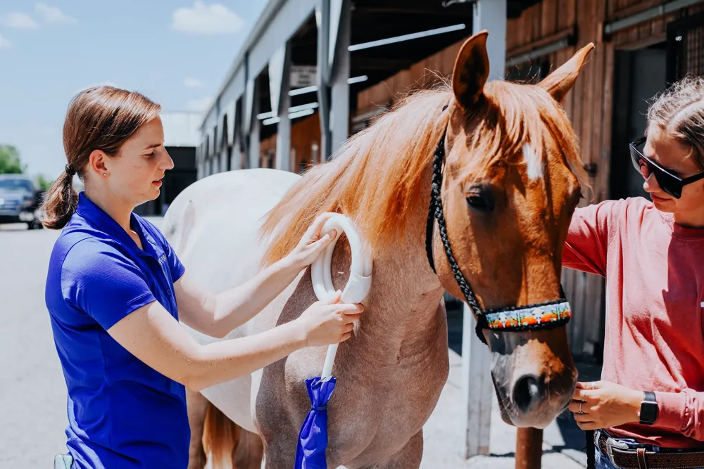 learn-about-forhorses